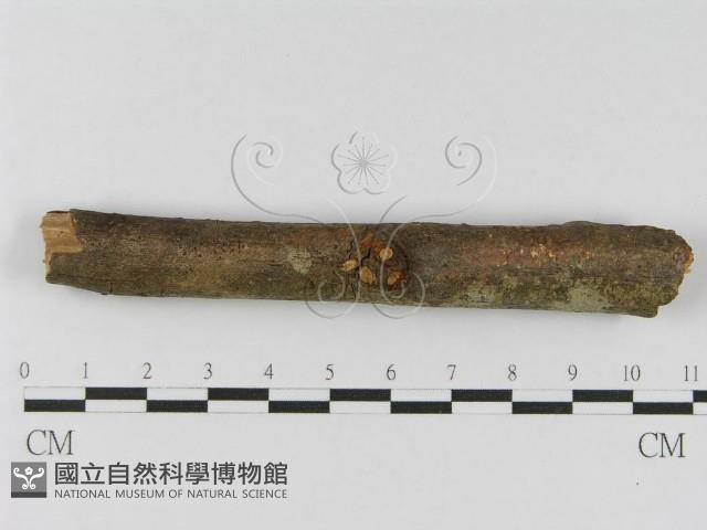 登錄號:F0010454藏品圖，第4張