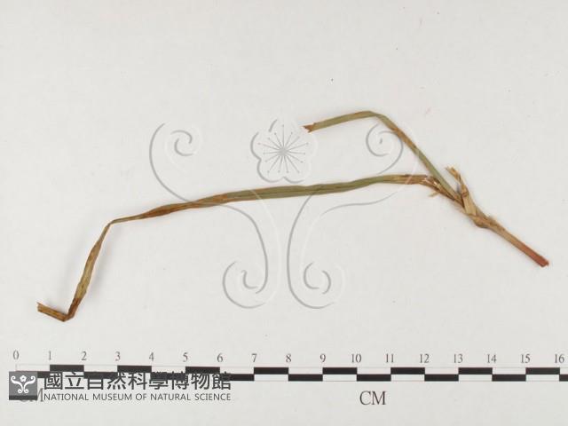 登錄號:F0026454藏品圖，第4張