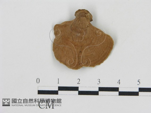 登錄號:F0016454藏品圖，第4張