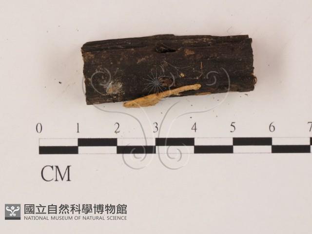 登錄號:F0001454藏品圖，第4張