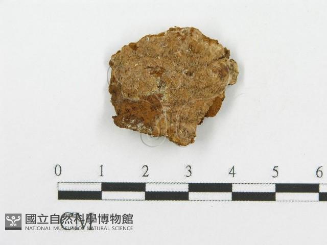 登錄號:F0017454藏品圖，第5張