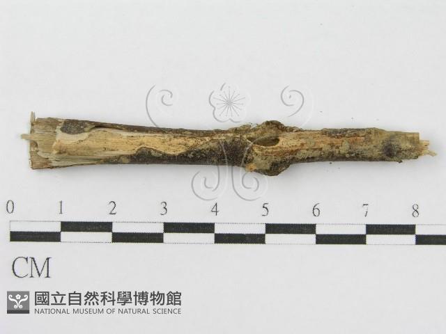 登錄號:F0005454藏品圖，第4張