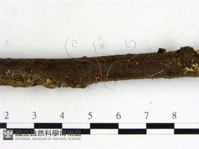 登錄號:F0003454藏品圖，第4張