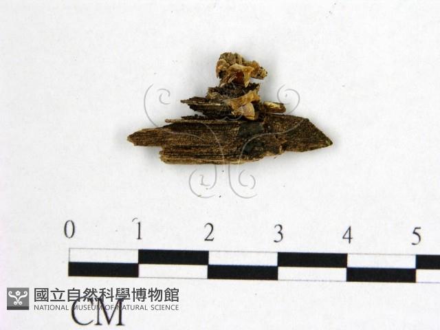 花耳屬藏品圖，第4張