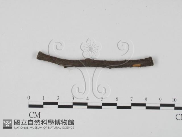 登錄號:F0011754藏品圖，第4張