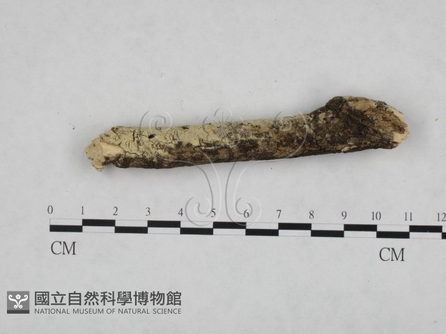 登錄號:F0024754藏品圖，第4張