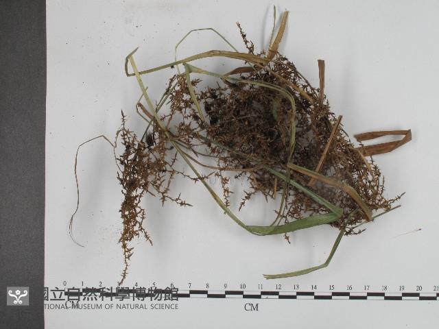 黑粉菌屬藏品圖，第4張