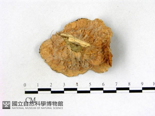 優雅波邊革菌藏品圖，第4張