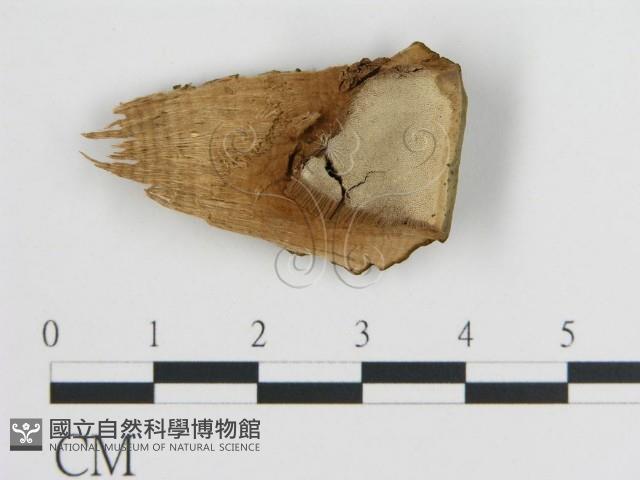 登錄號:F0017554藏品圖，第4張