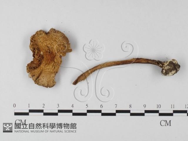 登錄號:F0019154藏品圖，第4張
