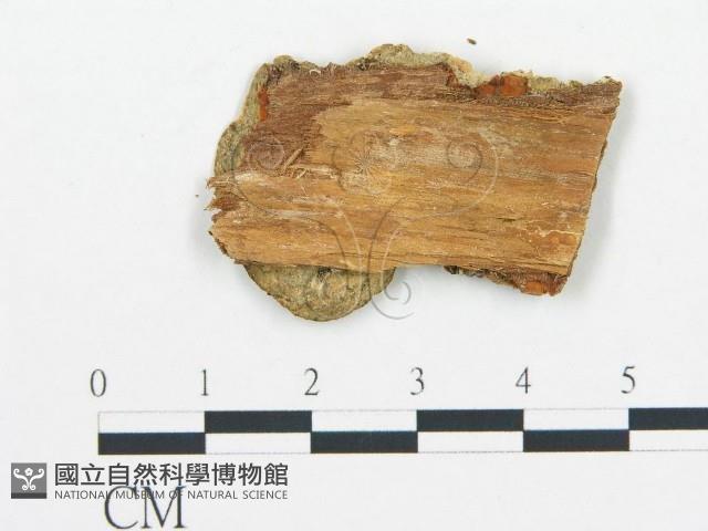 登錄號:F0006054藏品圖，第4張