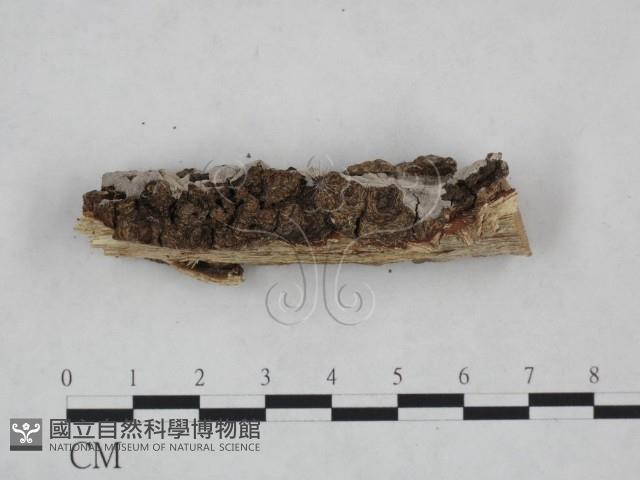 登錄號:F0025054藏品圖，第4張