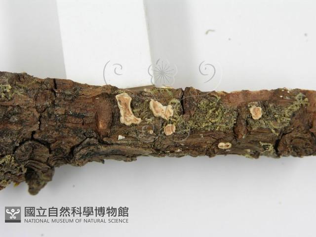 盤革菌屬藏品圖，第4張