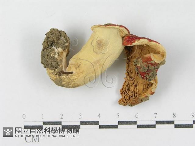登錄號:F0008354藏品圖，第4張