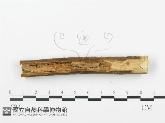 登錄號:F0000354藏品圖，第4張