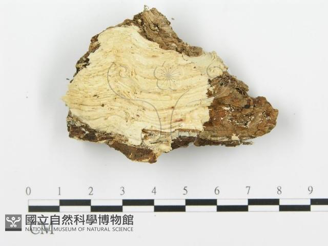 登錄號:F0006354藏品圖，第4張