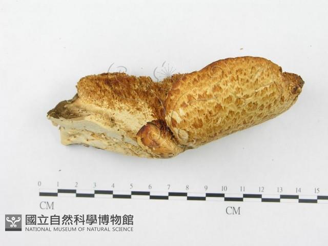 寬鱗多孔菌藏品圖，第4張