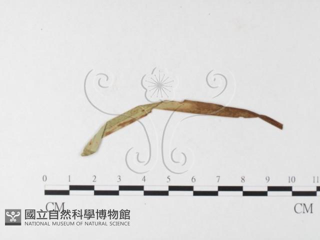 登錄號:F0026244藏品圖，第4張