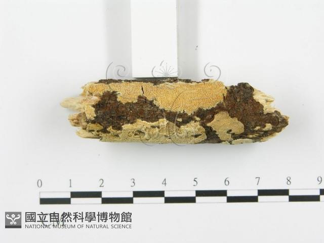 登錄號:F0017244藏品圖，第4張