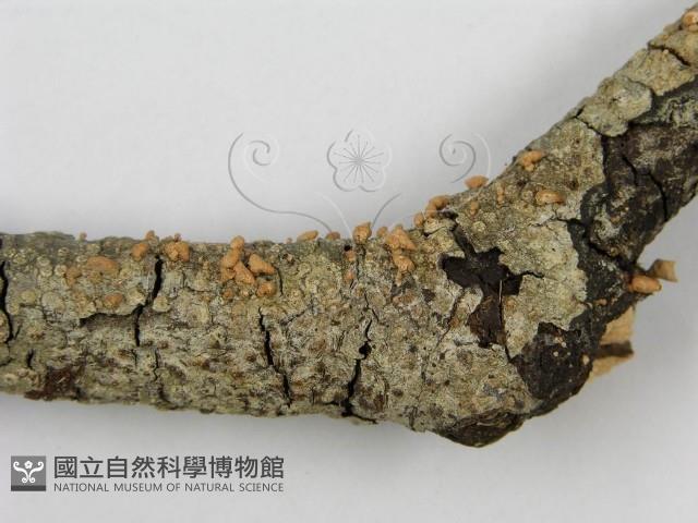 登錄號:F0013244藏品圖，第4張
