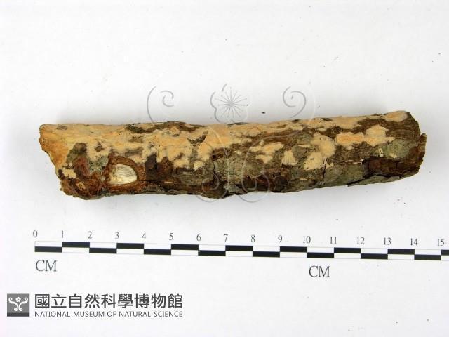 登錄號:F0014844藏品圖，第4張