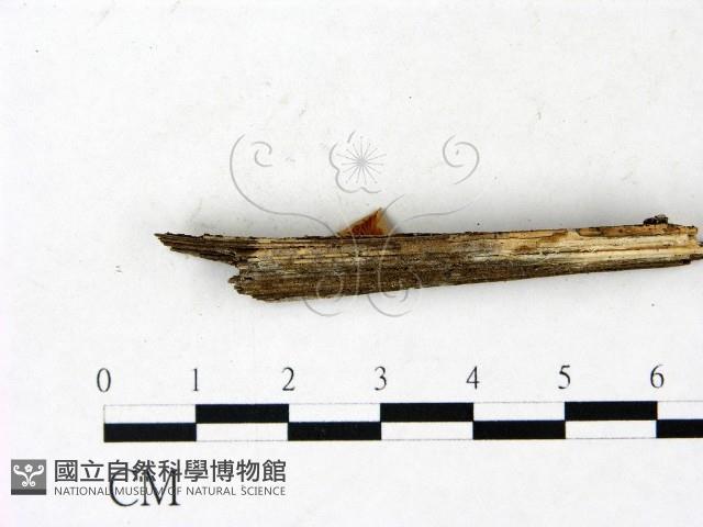 登錄號:F0022844藏品圖，第4張