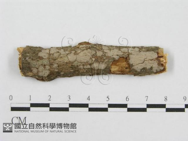 筍殼菌屬藏品圖，第4張
