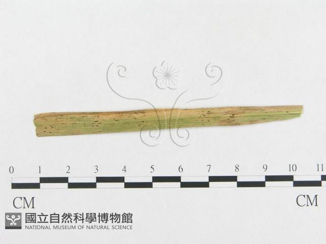 登錄號:F0018944藏品圖，第4張
