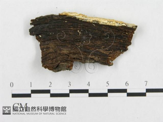 登錄號:F0019944藏品圖，第4張