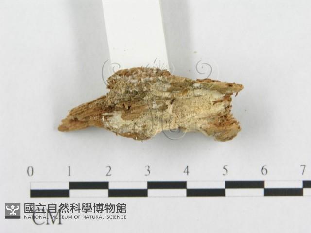 登錄號:F0017644藏品圖，第4張