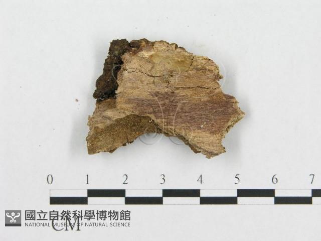 登錄號:F0000444藏品圖，第4張