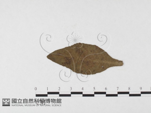 登錄號:F0026444藏品圖，第4張