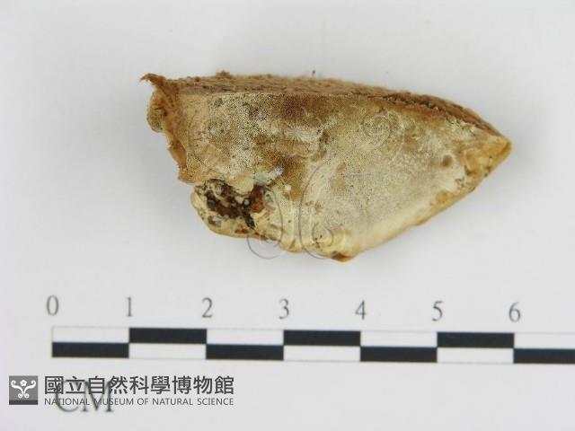 登錄號:F0006444藏品圖，第4張