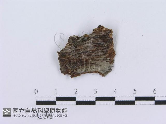 管齒菌屬藏品圖，第4張