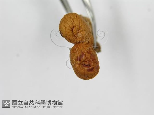 登錄號:F0007444藏品圖，第4張