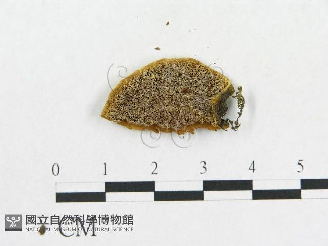 登錄號:F0017444藏品圖，第4張