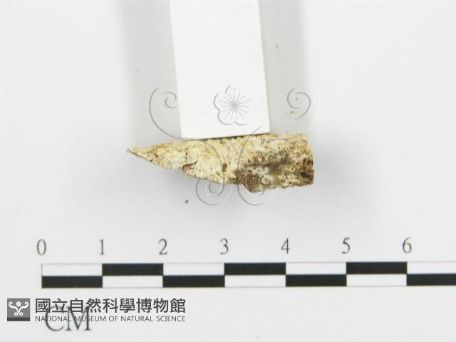 登錄號:F0014744藏品圖，第4張