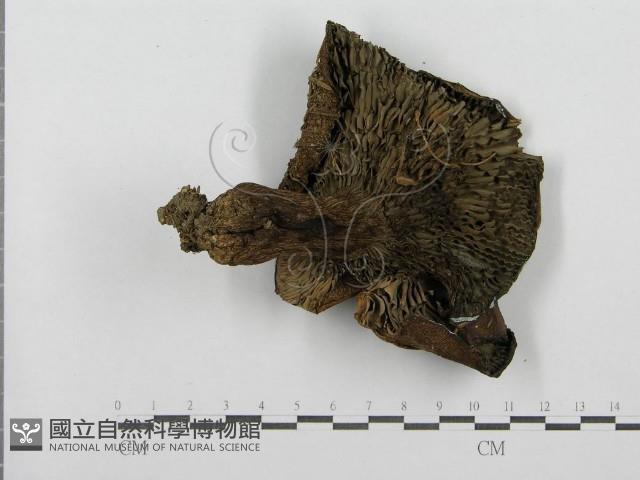 登錄號:F0003744藏品圖，第4張