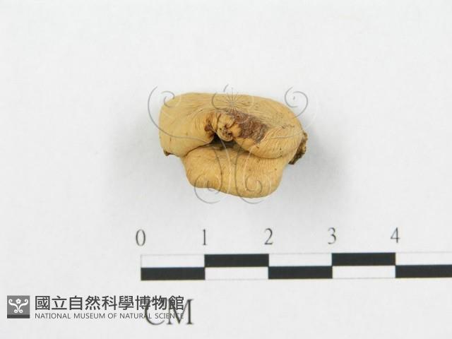 登錄號:F0008544藏品圖，第4張