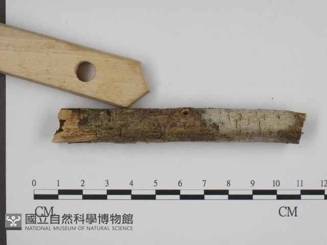 登錄號:F0004144藏品圖，第4張
