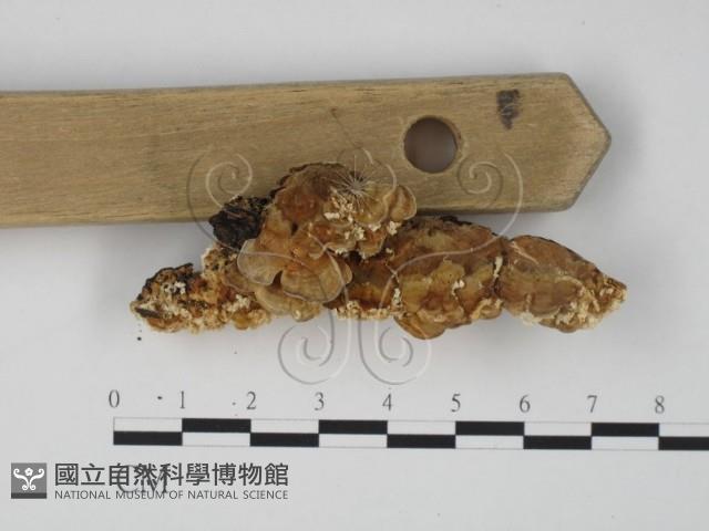 登錄號:F0014044藏品圖，第4張