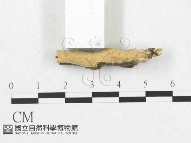 登錄號:F0009344藏品圖，第4張
