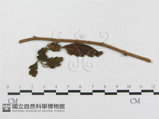 登錄號:F0019344藏品圖，第4張