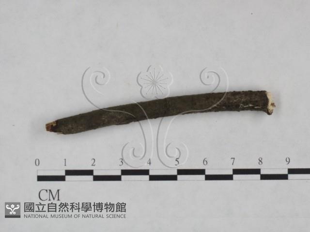 登錄號:F0025234藏品圖，第4張