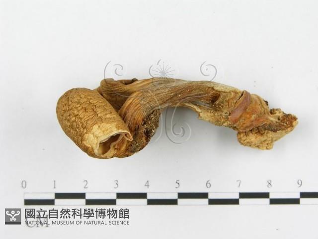 登錄號:F0005234藏品圖，第4張