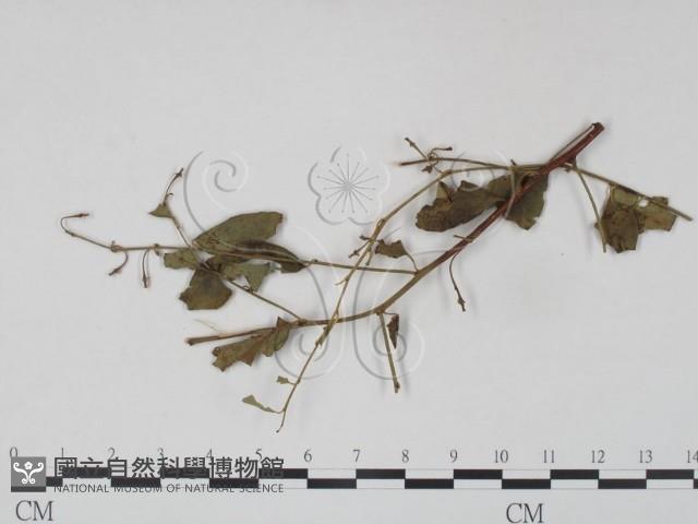 登錄號:F0019234藏品圖，第4張