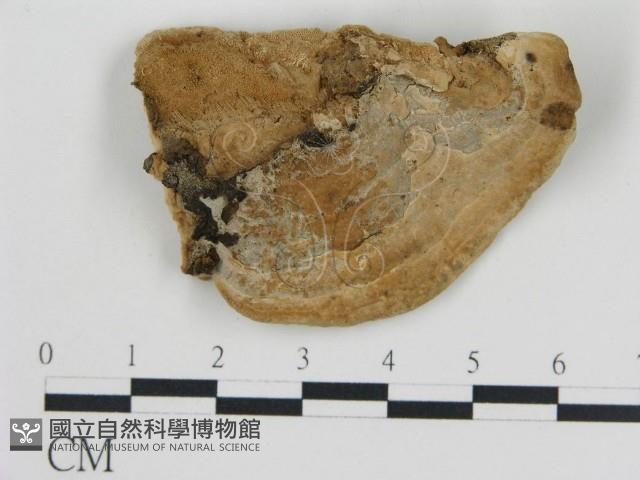 登錄號:F0018834藏品圖，第4張