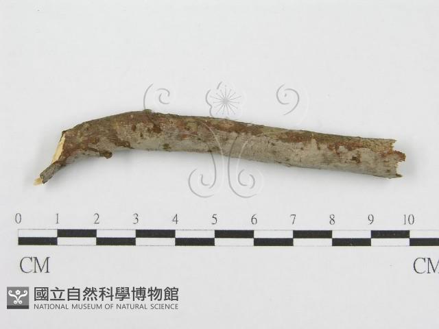 筍殼菌屬藏品圖，第4張