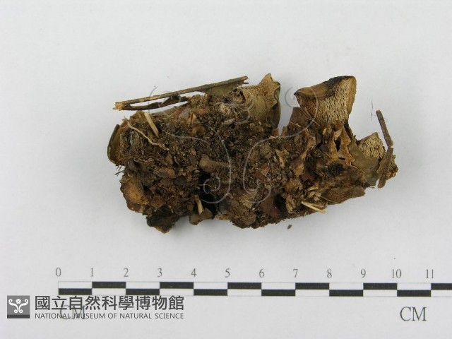 登錄號:F0003834藏品圖，第4張