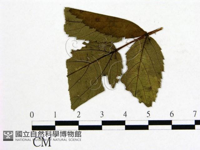 登錄號:F0018934藏品圖，第4張